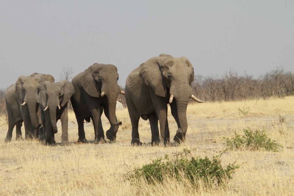 2 Elefante Chobe - 11