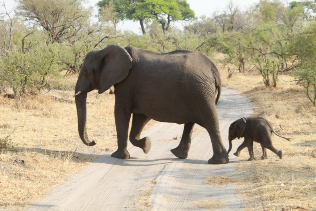 2 Elefante Chobe - 31