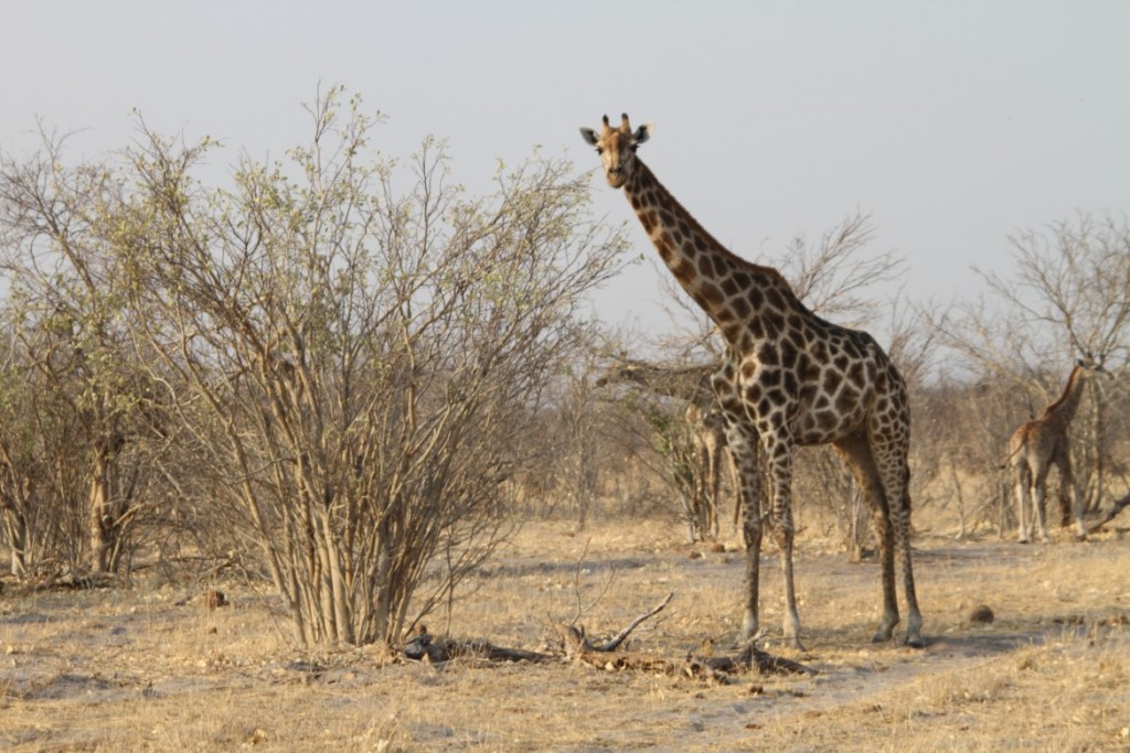 6.2 Girafa - 12