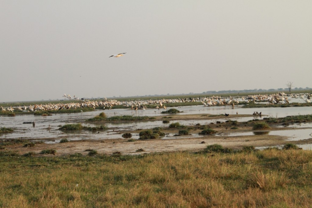 Chobe - 079