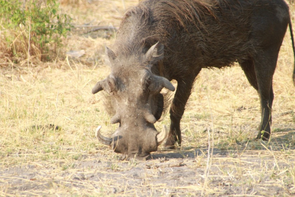 Pumba - 05