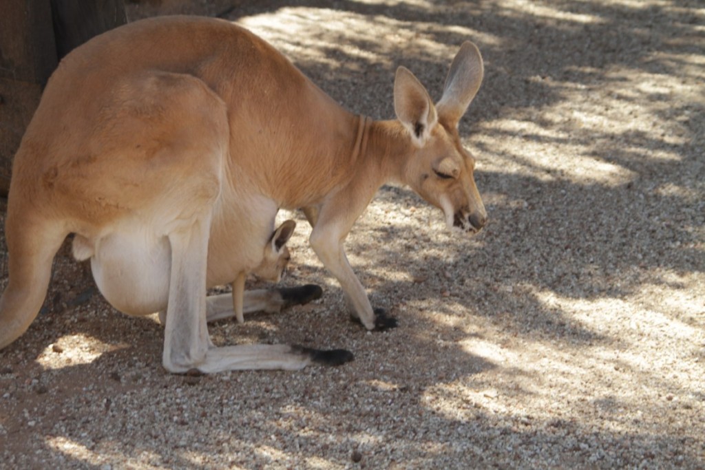 Dia 17 - wild life park - 46