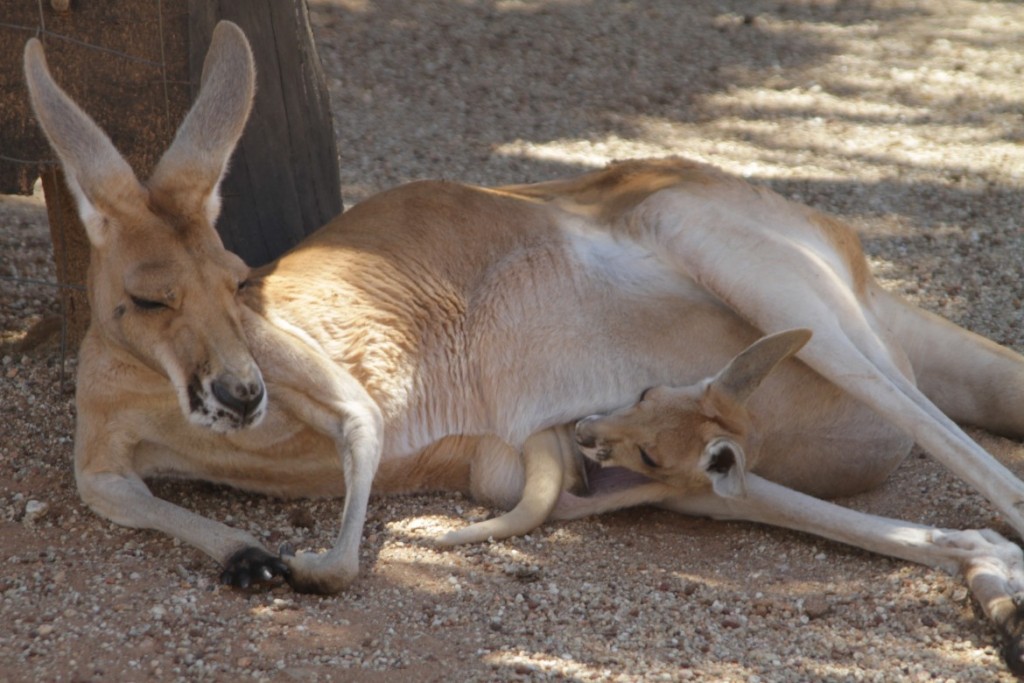 Dia 17 - wild life park - 53