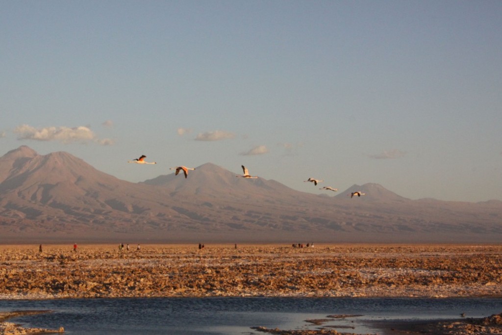 13. Atacama Paula - 735