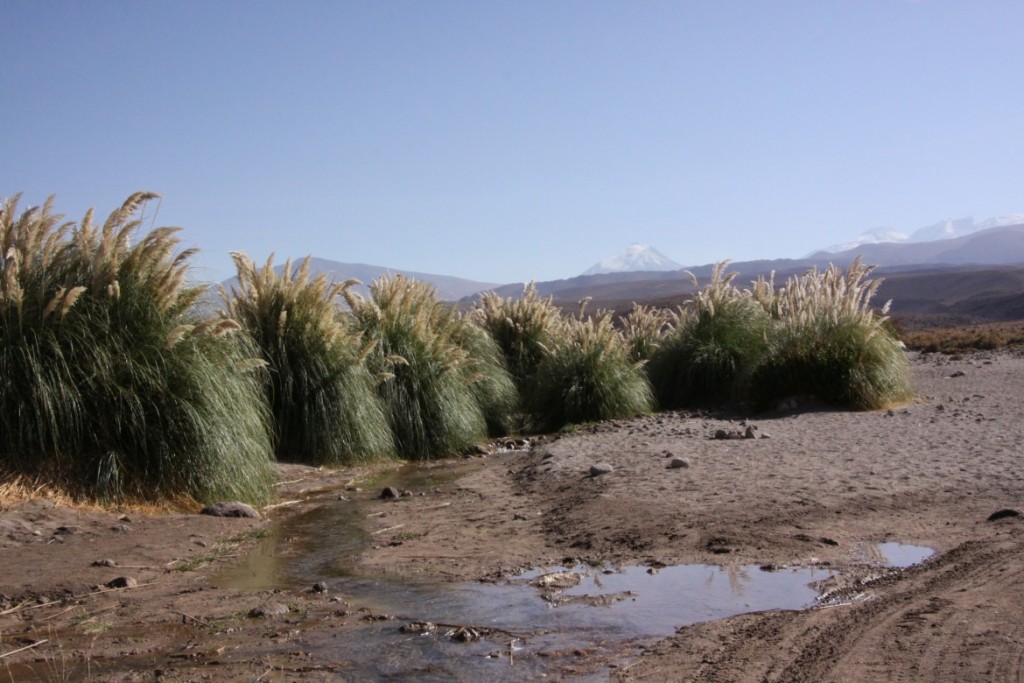 Atacama Paula - 062