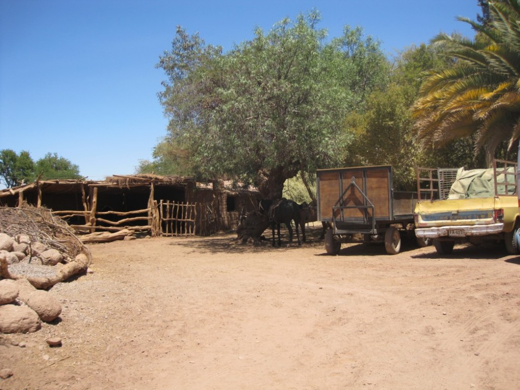 Atacama Paula - 143