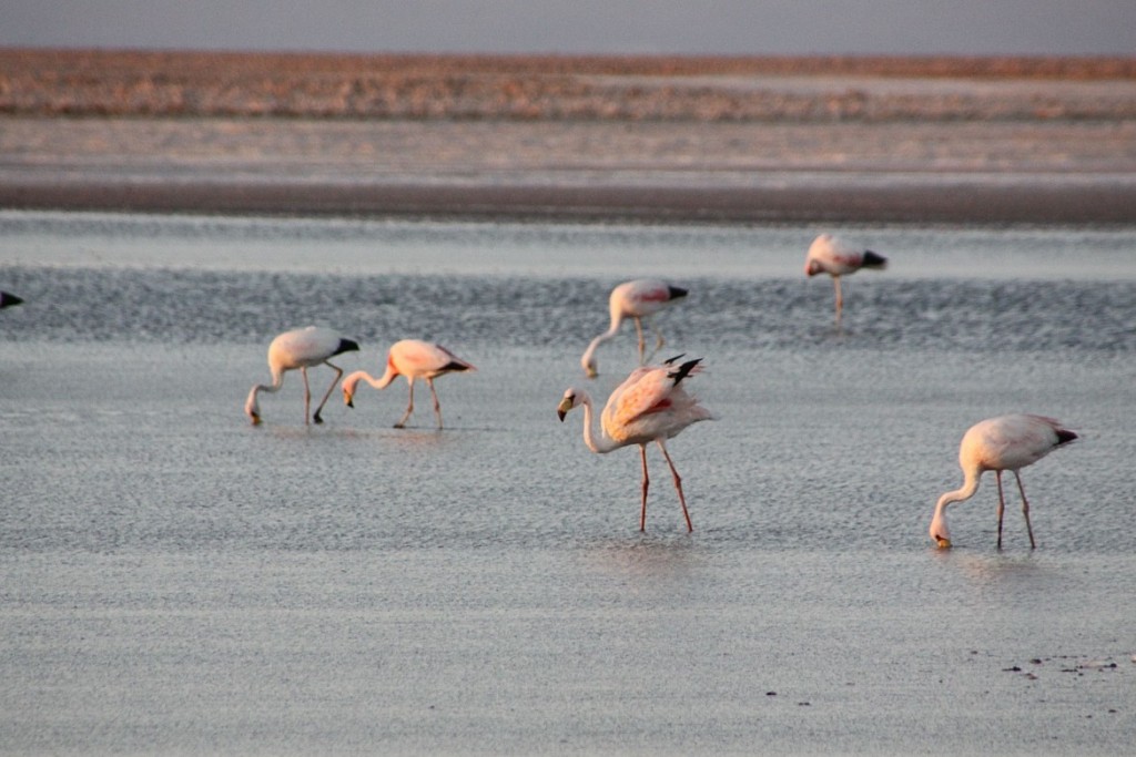 Atacama Paula - 777