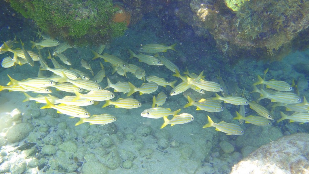 Fernando de Noronha - 2521