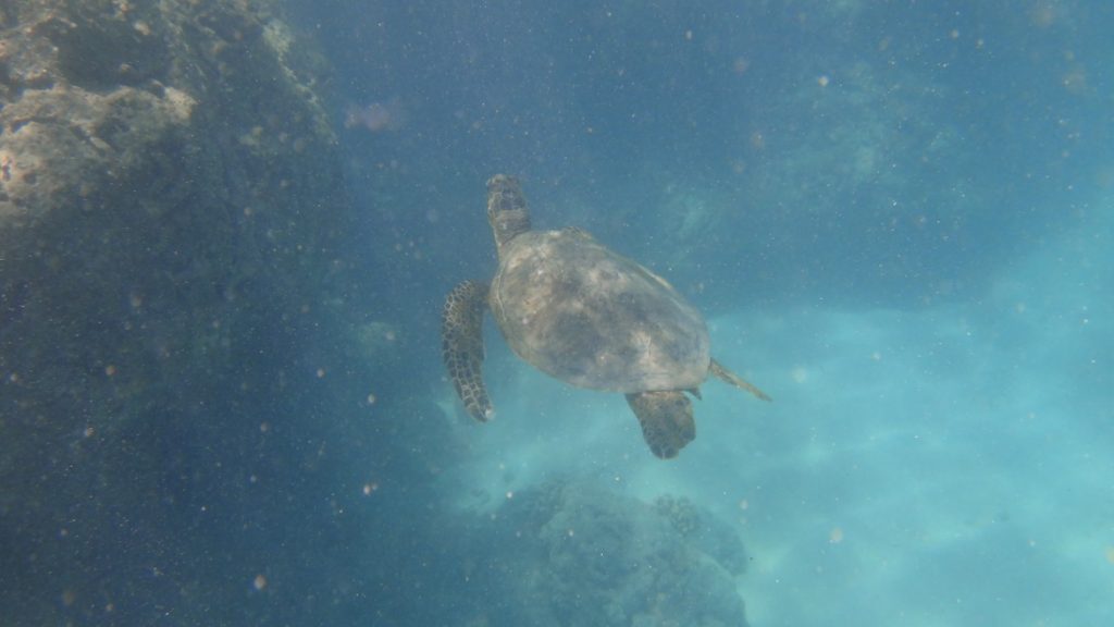 Hanauma Bay - 3527