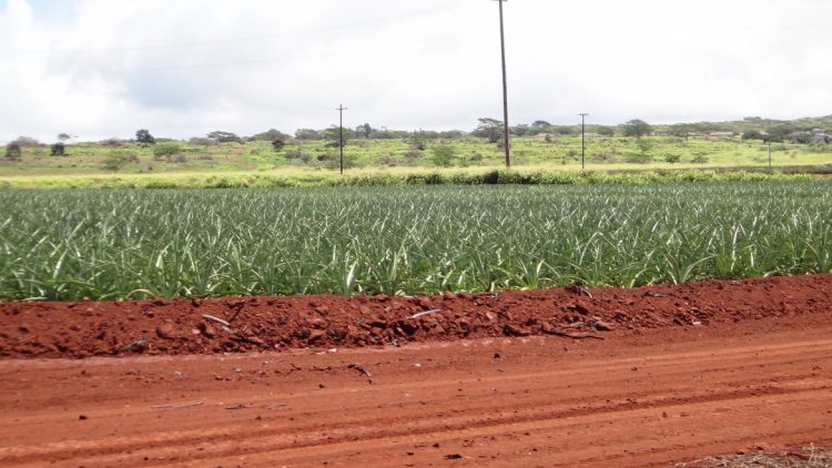 Pineapple Farm - 3567