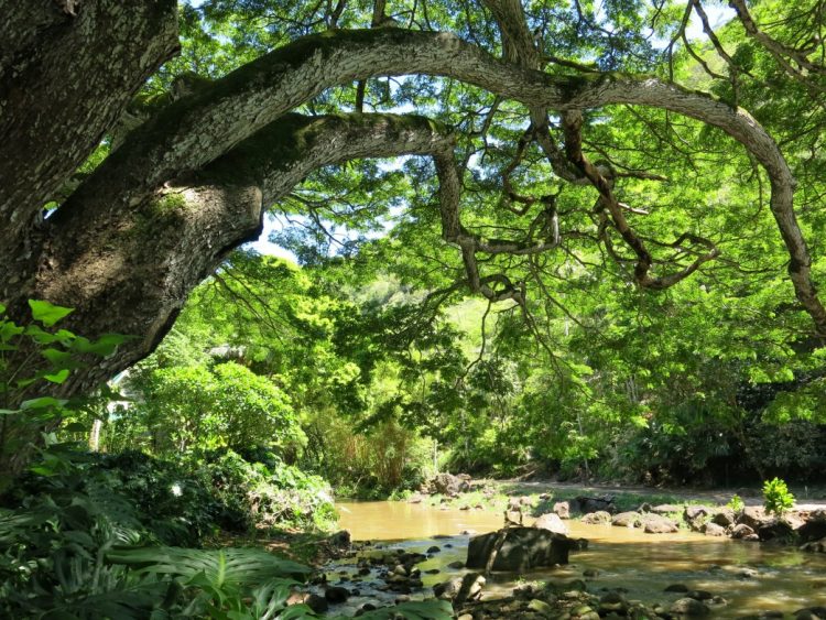 Waimea Valley (falls) - 3792