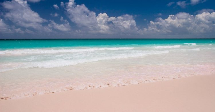 pink sands beach harbour island bahamas 1