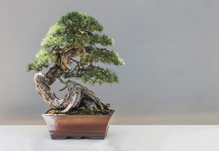 cultivo do bonsai capa