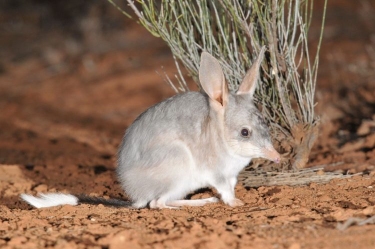 pascoa australia