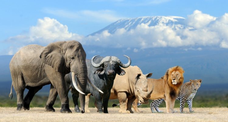 The Big 5 African Animals 1