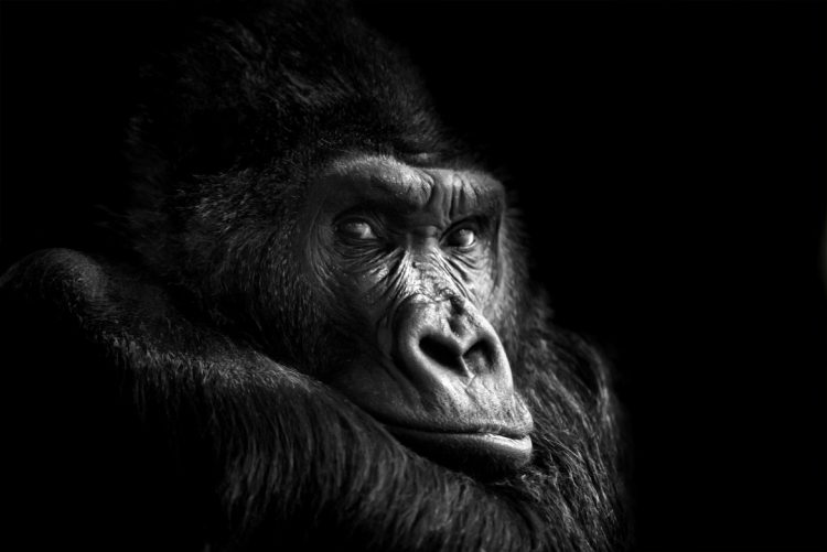portrait of a gorilla N49A7E8 1