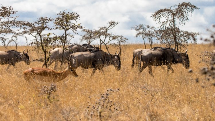 wildebeest migration in kenya and tanzania H2LHQ63