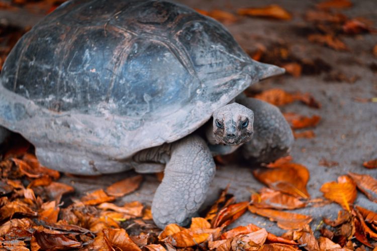 aldabra giant turtle on la digue island seychelles SRRJDQ3