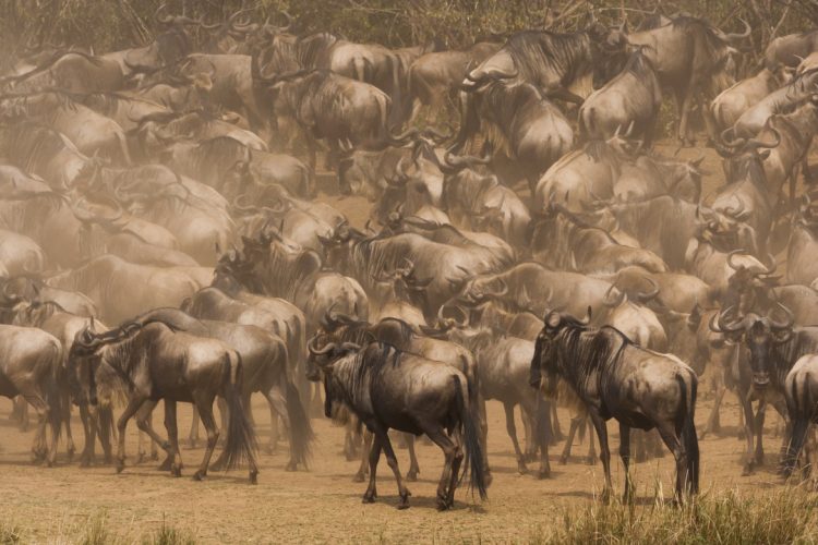 wildebeests kenya LPSCY7D